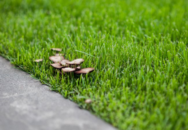 Mushrooms in the Lawn