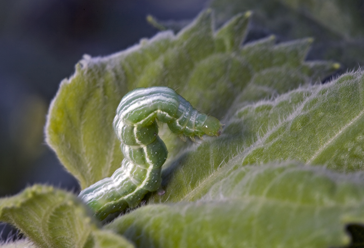 Portrait of the larva or caterpillars of a cabbage looper moth.