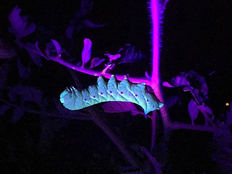 A nighttime photo of a tomato hornworm on a plant glowing under black light.