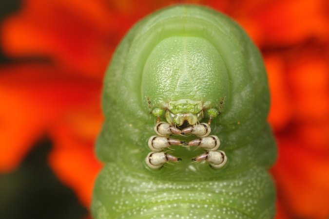 Tomato Hornworm with a red flower backdrop.