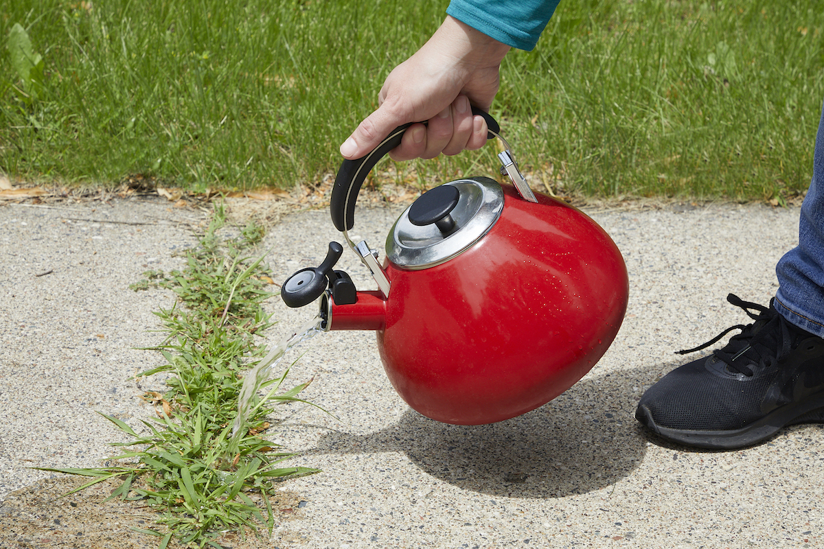 Woman pours boiling water from a red tea kettle onto weeds in driveway.