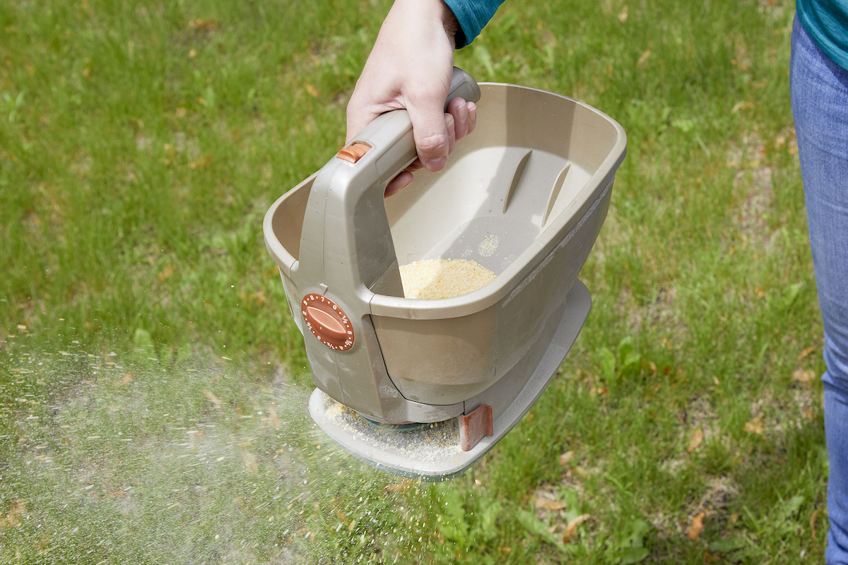 Woman uses a hand spreader to disperse corn gluten meal on the lawn.