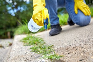 Woman wearing yellow rubber gloves sprays weeds in her driveway.