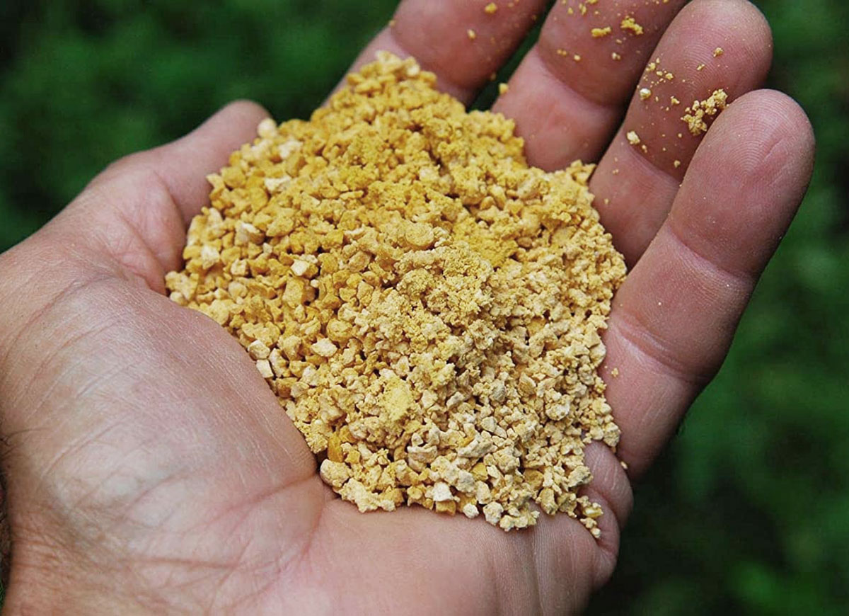 Person holds in hand corn gluten meal to kill clover.