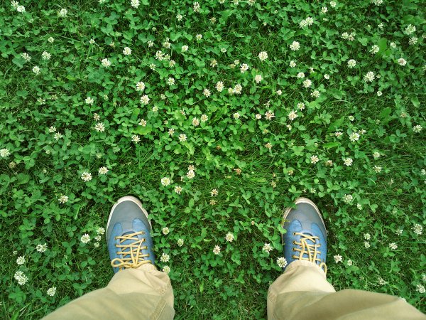 Bird's eye view of a person wearing blue shoes and khakis standing on a clover lawn.