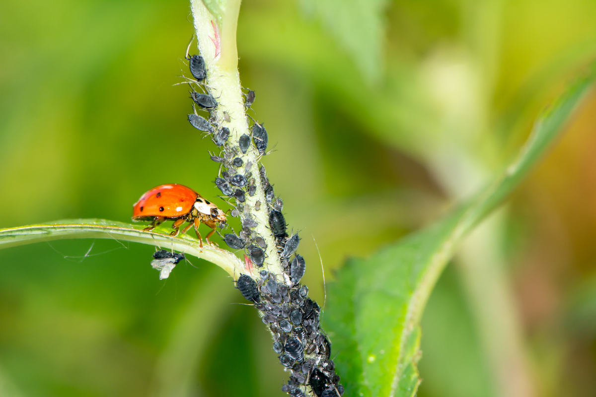 how to get rid of ladybugs