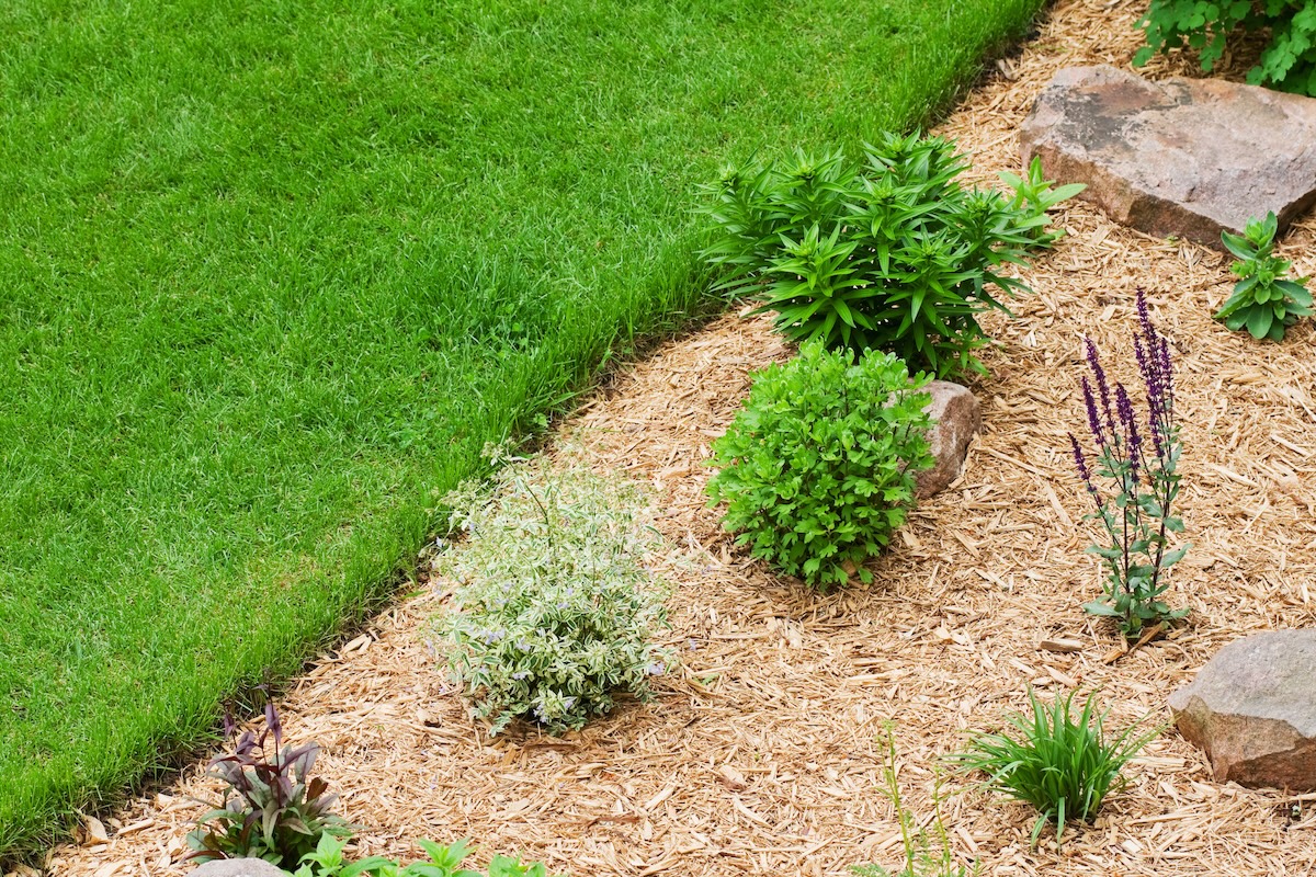 A lawn with a natural curving border against a flower bed.