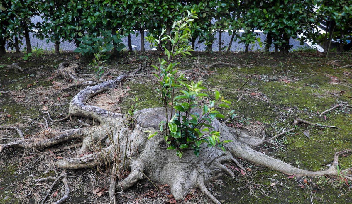 Tree stump in a garden in with new green shoots sprouting from its cut stump.