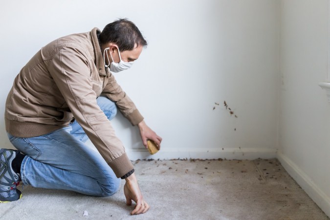 Man with face mask cleans moldy carpeting.
