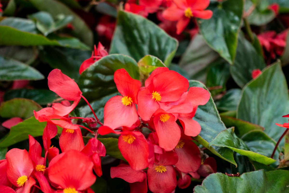 Begonia Care