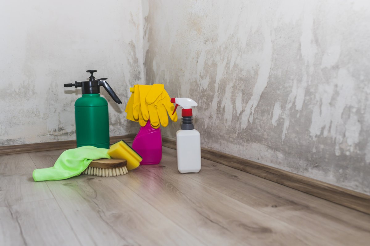 how to get rid of black mold