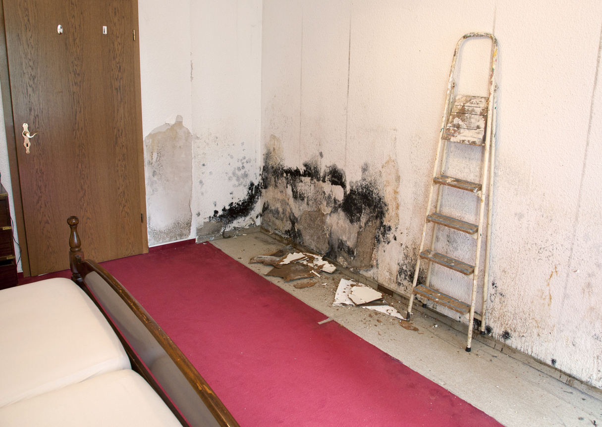 how to get rid of black mold