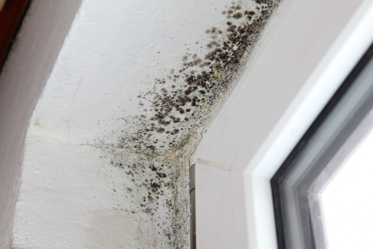 how to get rid of black mold