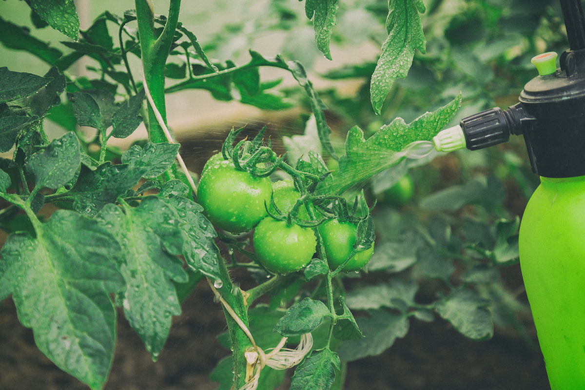 Person uses sprayer to spray tomato plant with insecticidal soap.