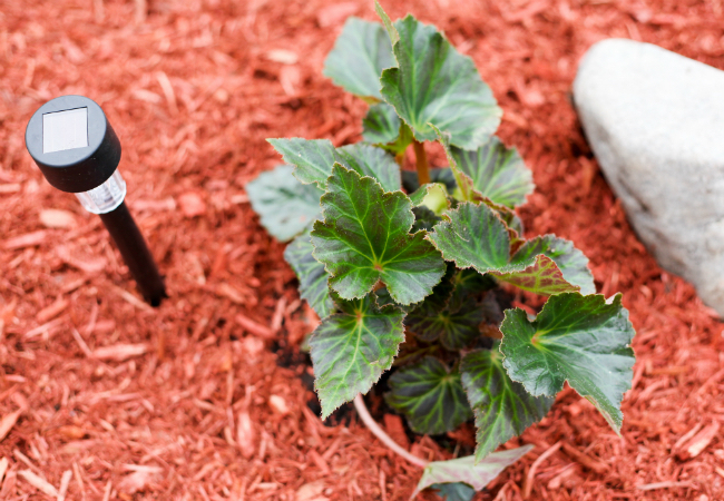 Begonia Care - Transplant