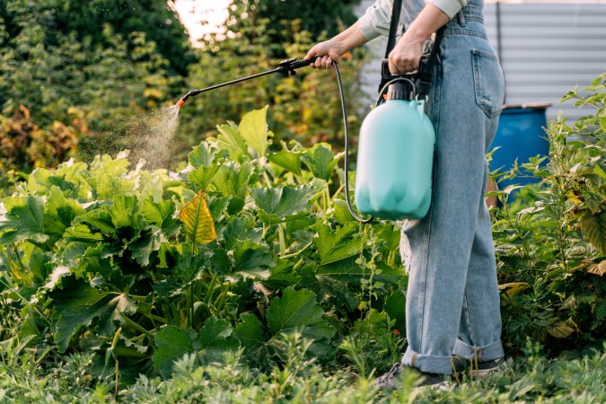 A woman in denim overalls sprays her garden using a pump sprayer.