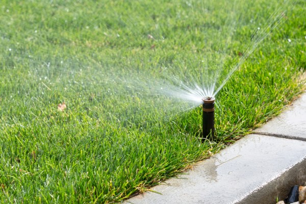 The Best Time to Water Grass How Often to Water the Lawn