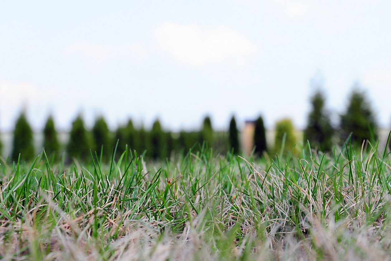 Best Time to Water Grass