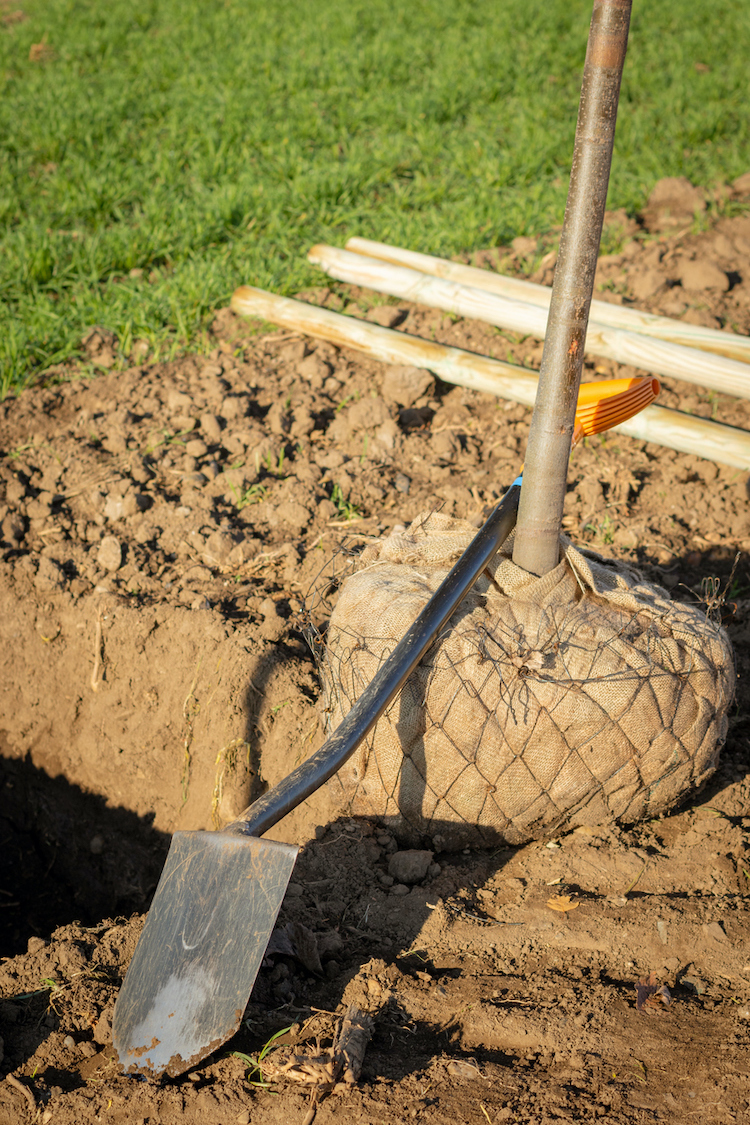 how to transplant a tree