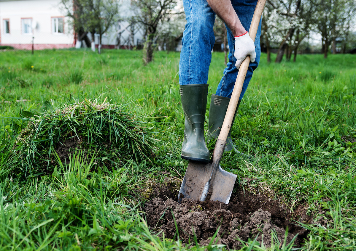 how to transplant a tree