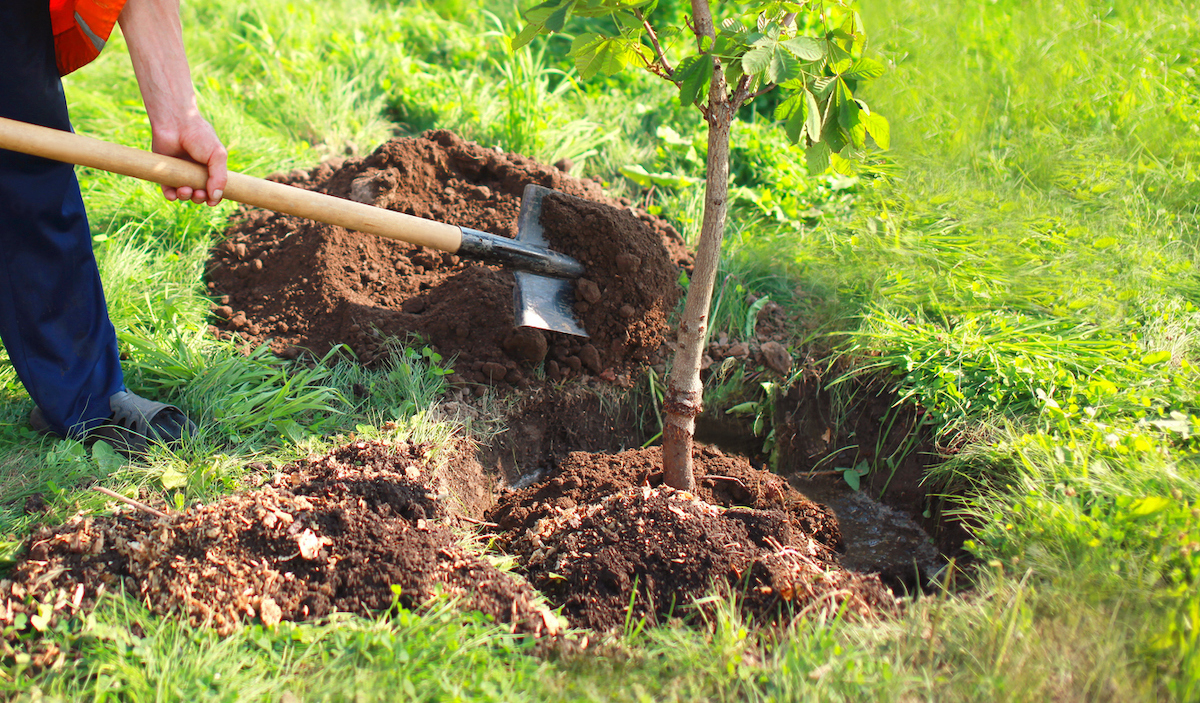 tree transplanting