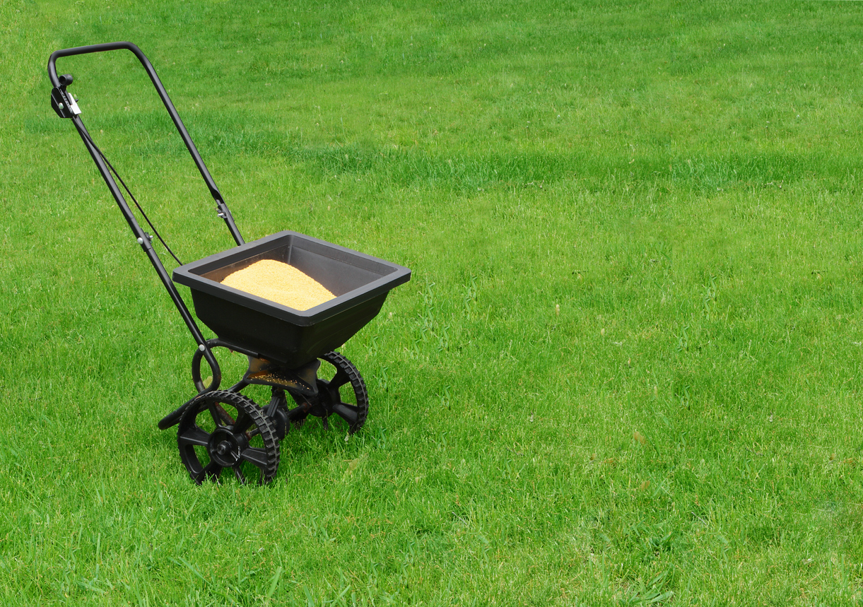 Grass seed inside a grass spreader, sitting on a very green lawn.