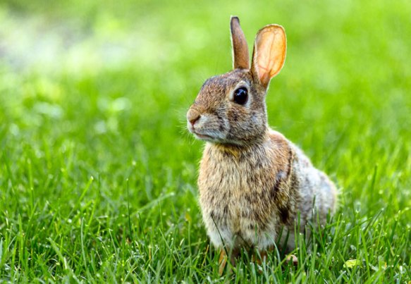 How to Get Rid of Rabbits (Homeowner's Guide) - Bob Vila