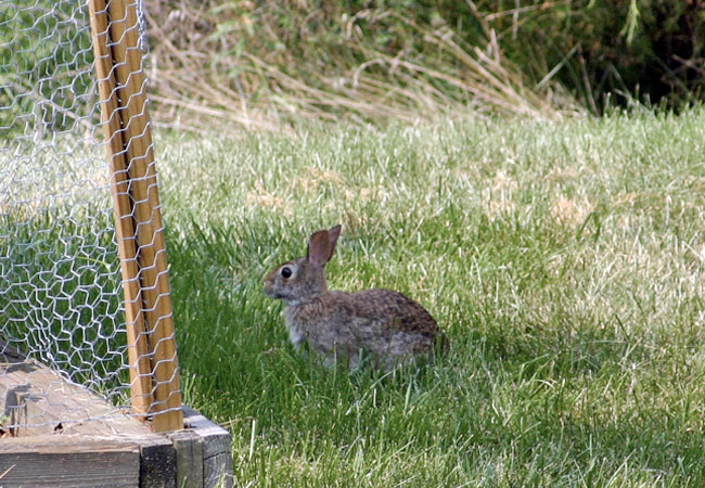 How to Get Rid of Rabbits