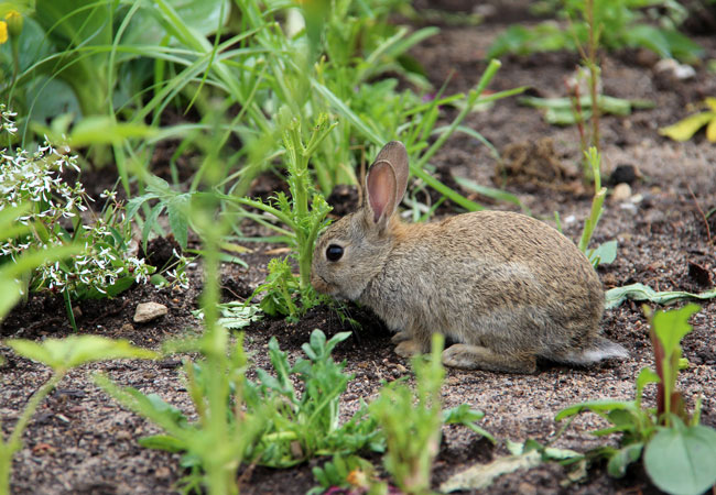 How to Get Rid of Rabbits