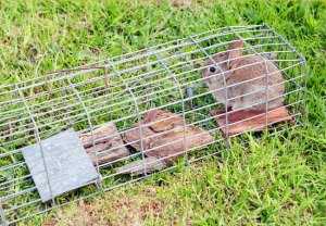 How to Get Rid of Rabbits (Homeowner's Guide) - Bob Vila