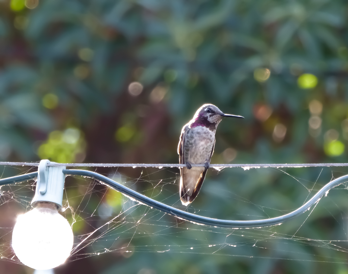 how to attract hummingbirds