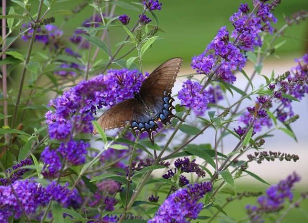 These Popular Plants Might Actually Be Bad for Your Garden