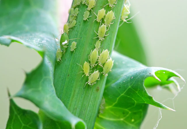 How to Get Rid of Aphids