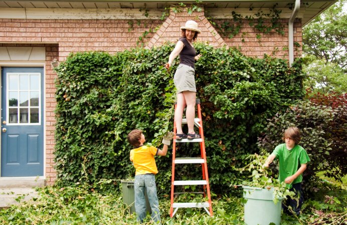 Mother on ladder hands some newly trimmed ivy to her young sons, who are helping clean up.