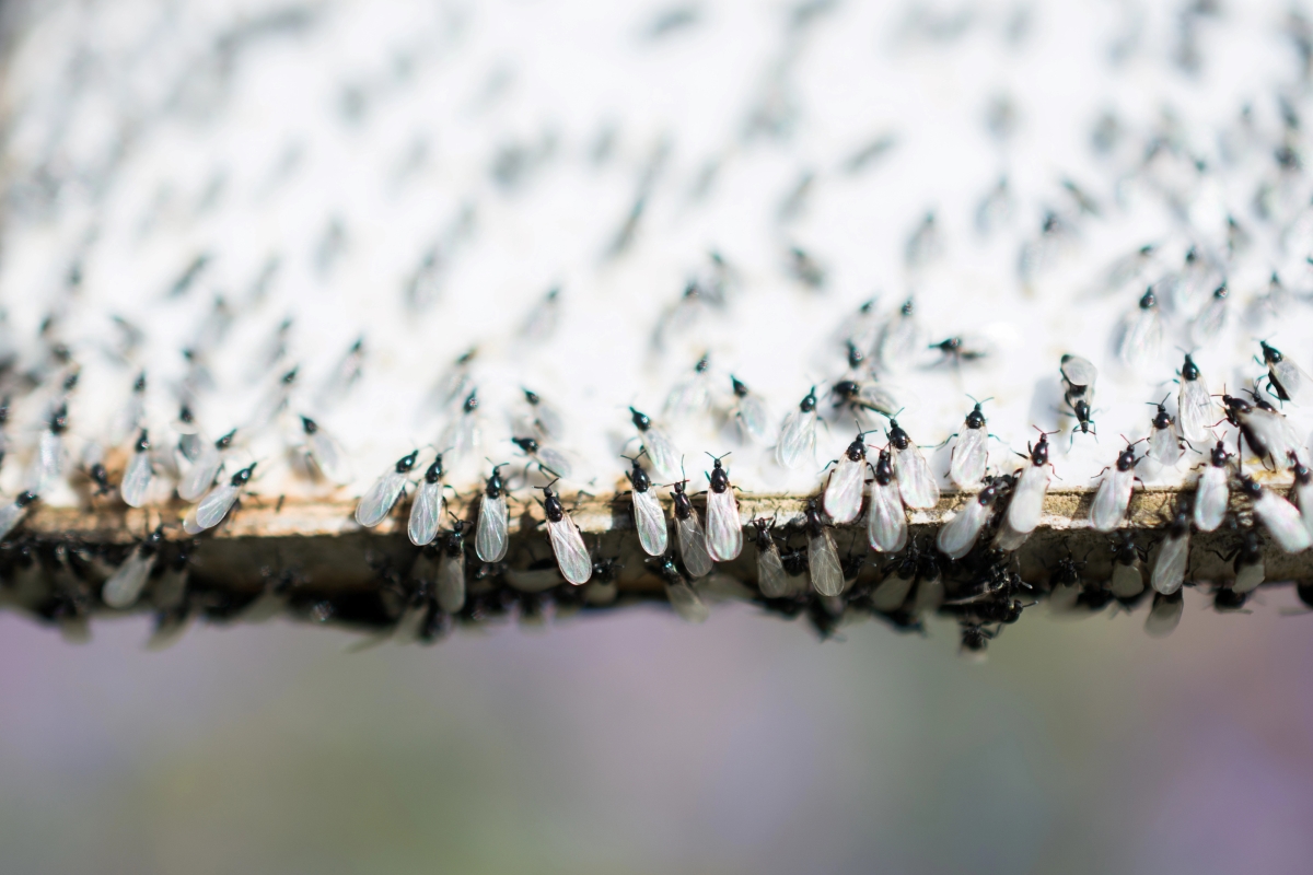 Swarm of flying ants on piece of wood in home.