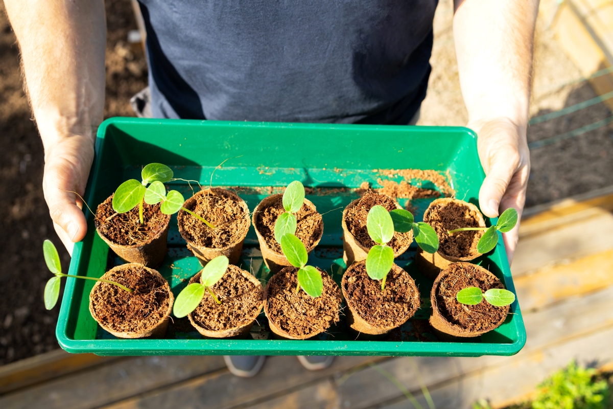 Person holding a green tray of seedlings in peat cups.
