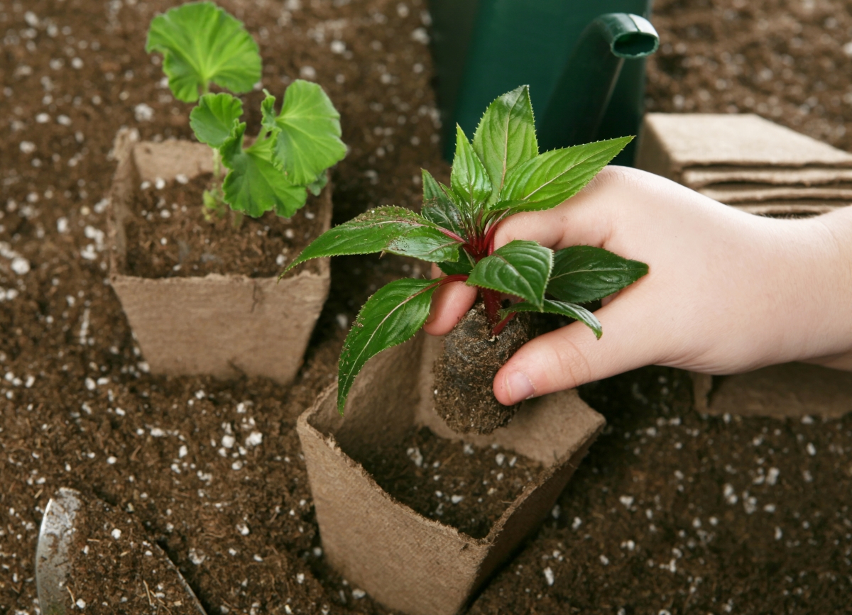 Person is potting up seed starts in peat cups.