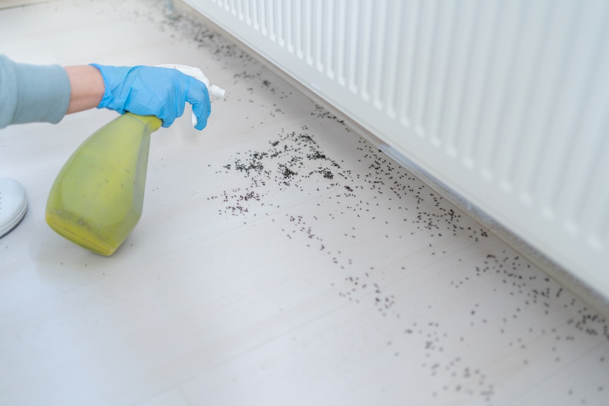 A gloved hand is using a plastic spray bottle with solution to kill ants in home.