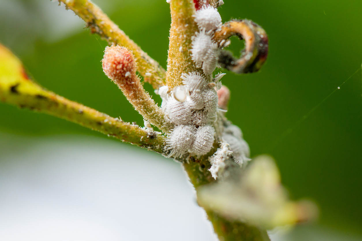 How to Get Rid of Mealybugs