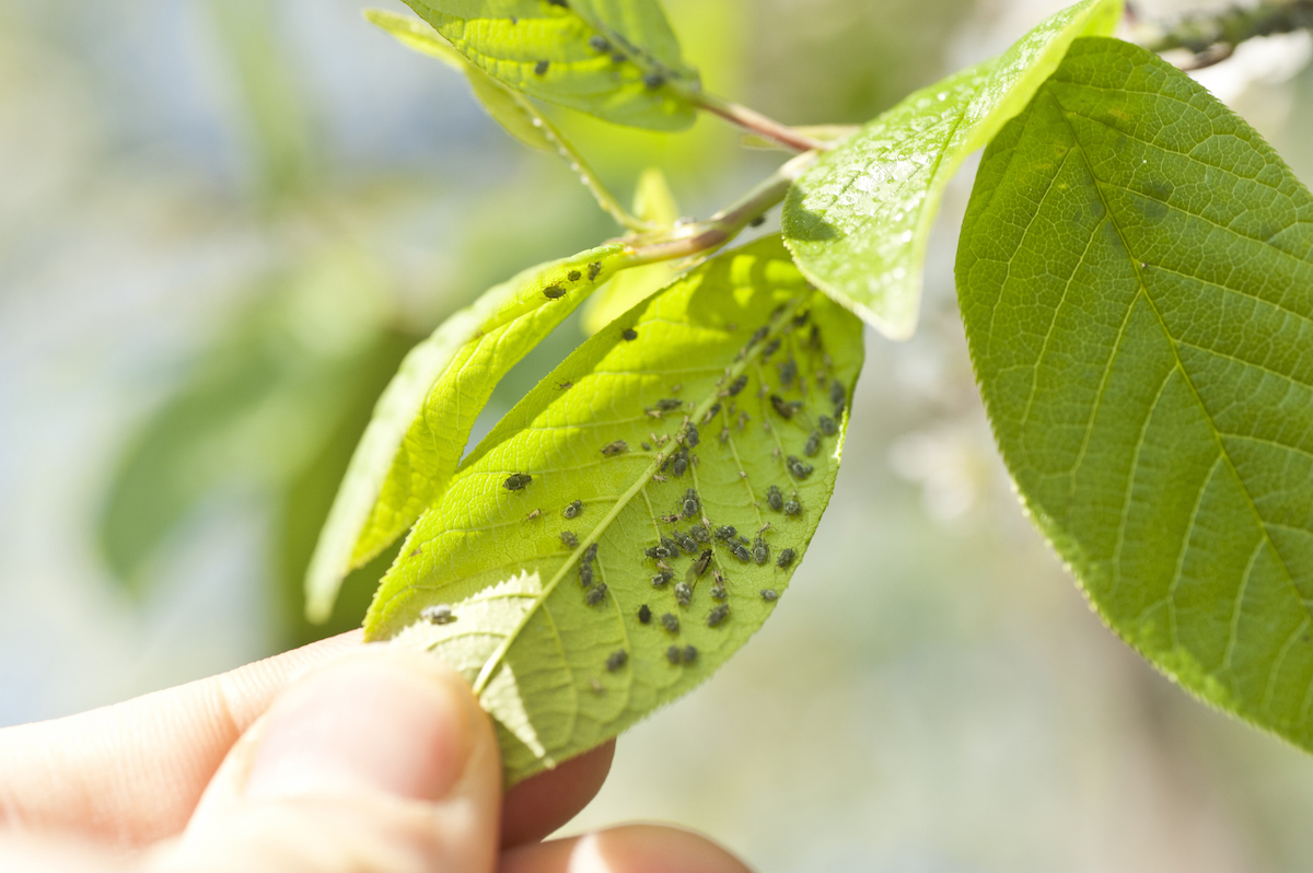 How to Get Rid of Aphids