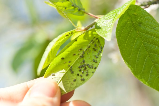 Person holds a plant leaf between his or her hands in order to examine aphids on the leaf.