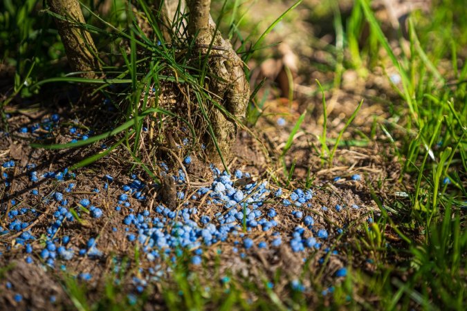 Blue fertilizer spread on a green lawn.