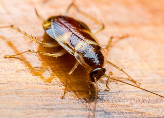 What Attracts Cockroaches? Ways You're Inviting Cockroaches Into Your Home  - Bob Vila