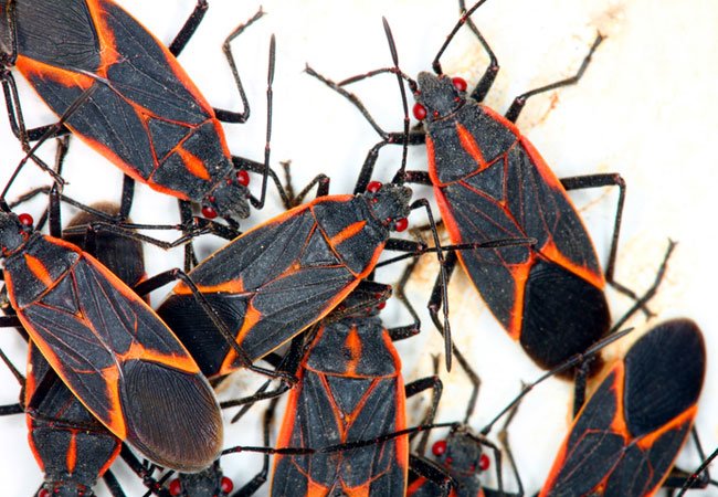 How to Get Rid of Boxelder Bugs