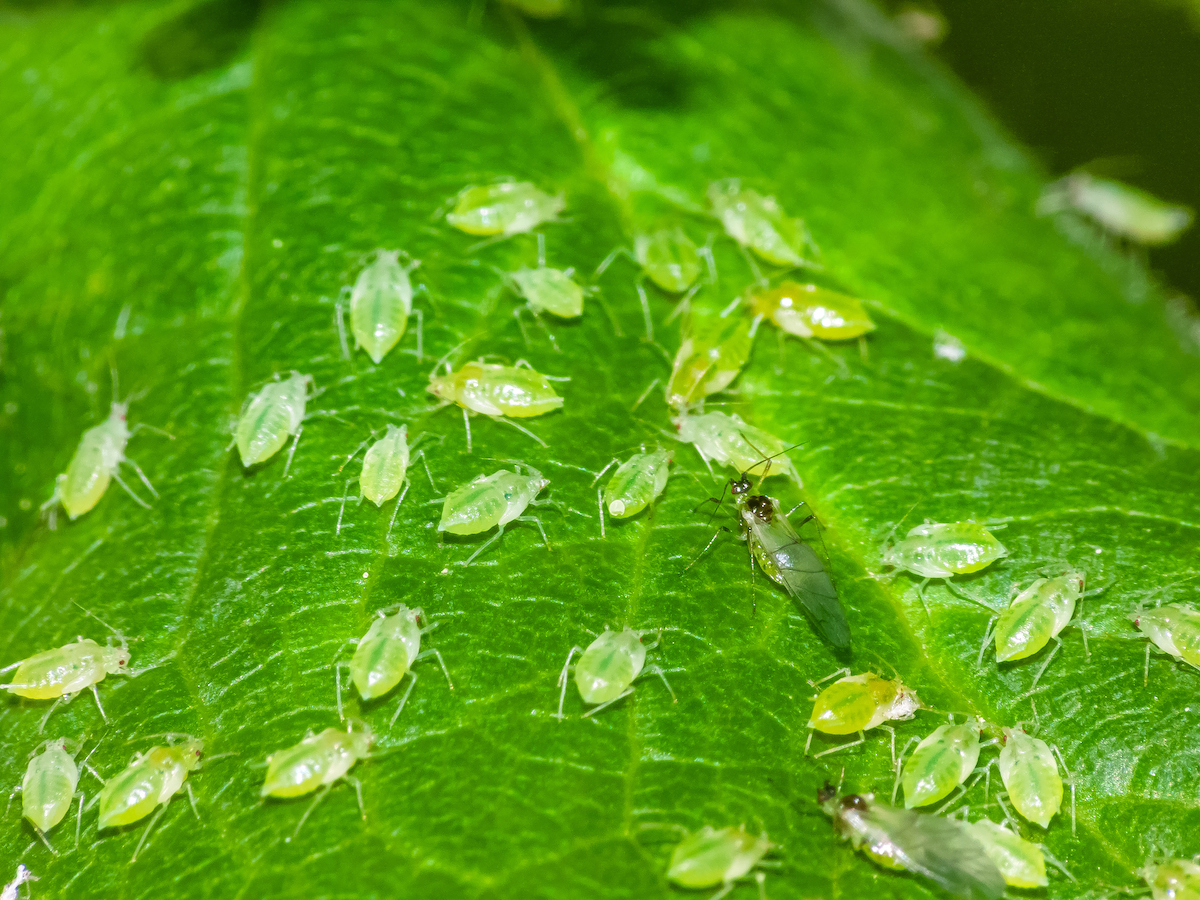 Greenfly aphids on a leaf. Aphidoidea / Hemiptera