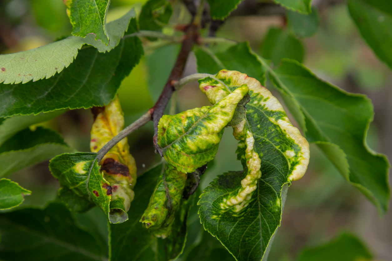 Rosy leaf-curling apple aphids, Dysaphis devecta, apple tree pest. Detail of affected leaf