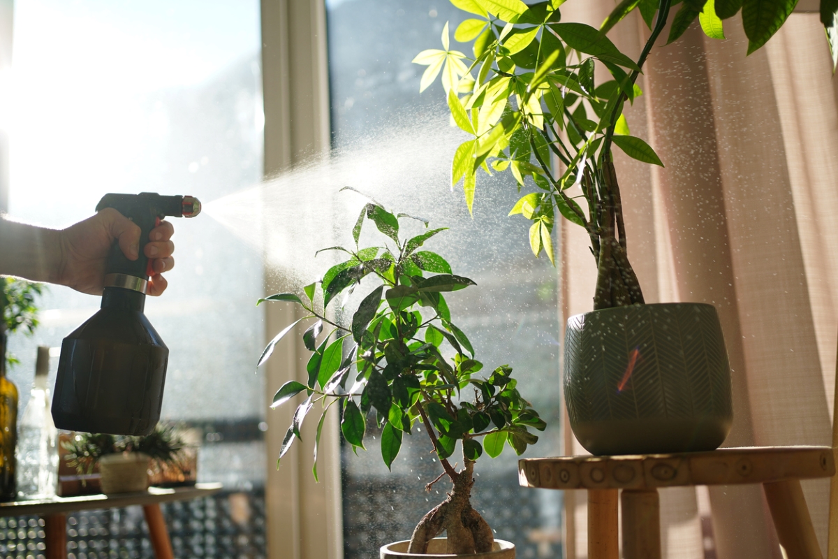 Spray bottle spraying plants.