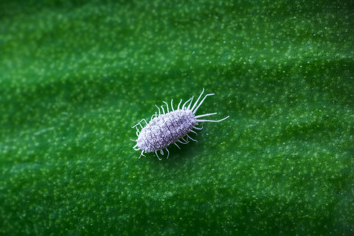 White mealybug close up.