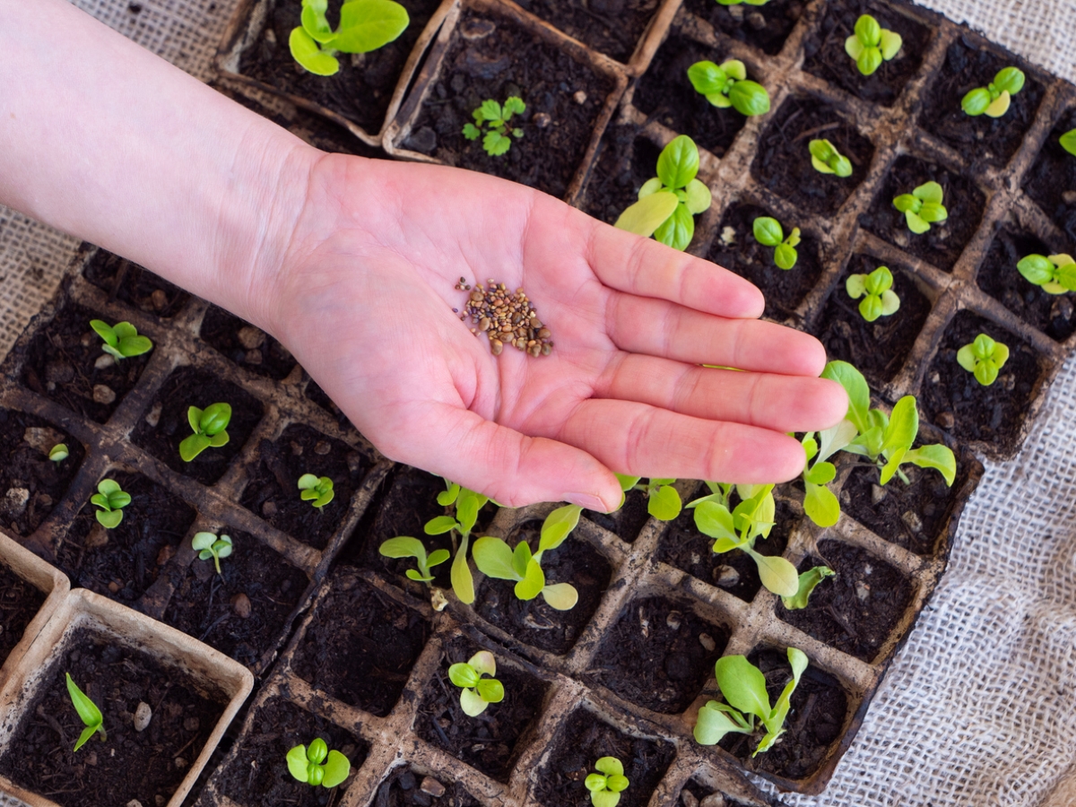 A hand with seeds over at tray of sprouted seedlings.