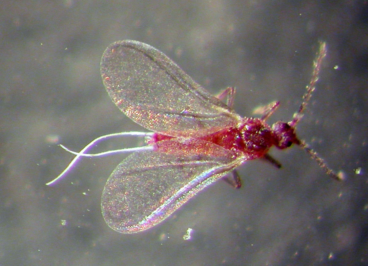 Close up of male mealybug.